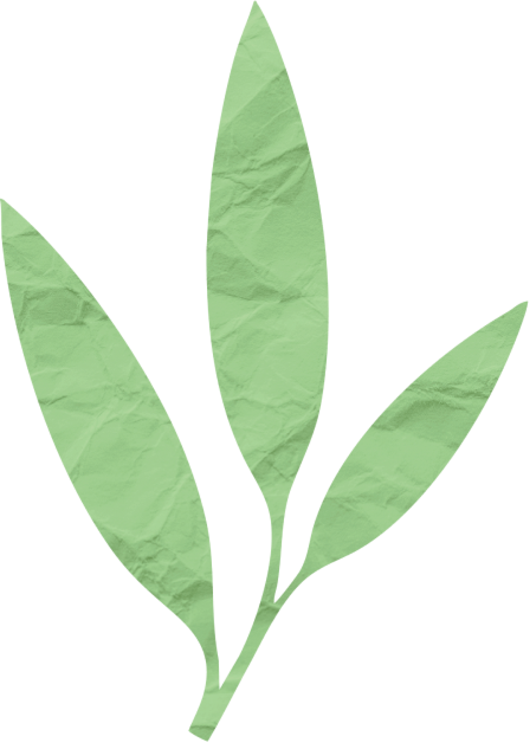 Simple green leaf illustration, crumpled texture, three leaves.
