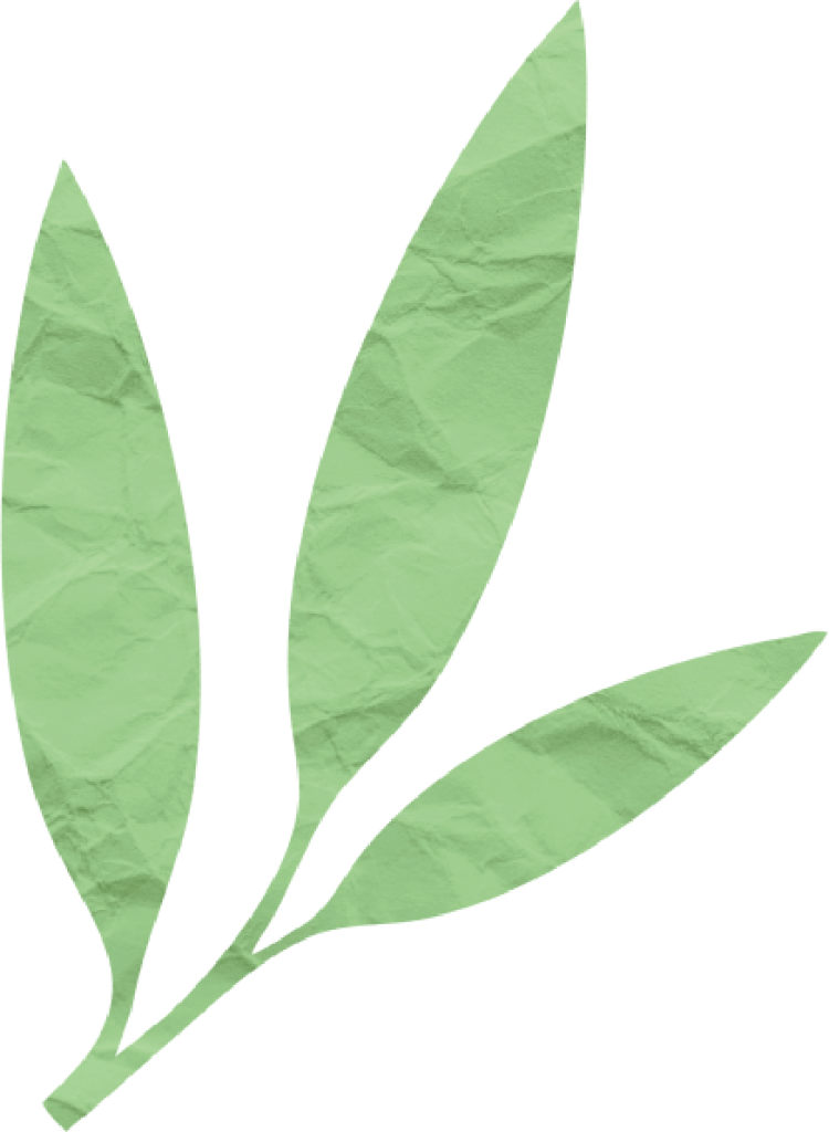 Three overlapping eucalyptus leaves illustration.